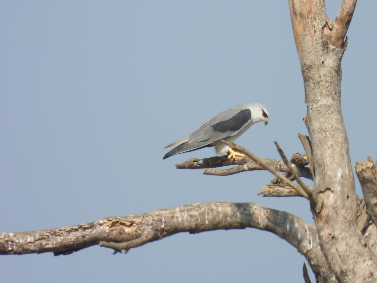 Black-winged Kite - ML646897920