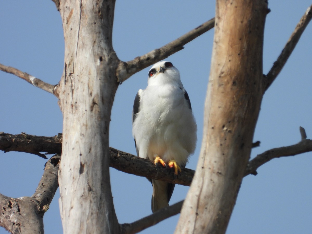 Black-winged Kite - ML646897921