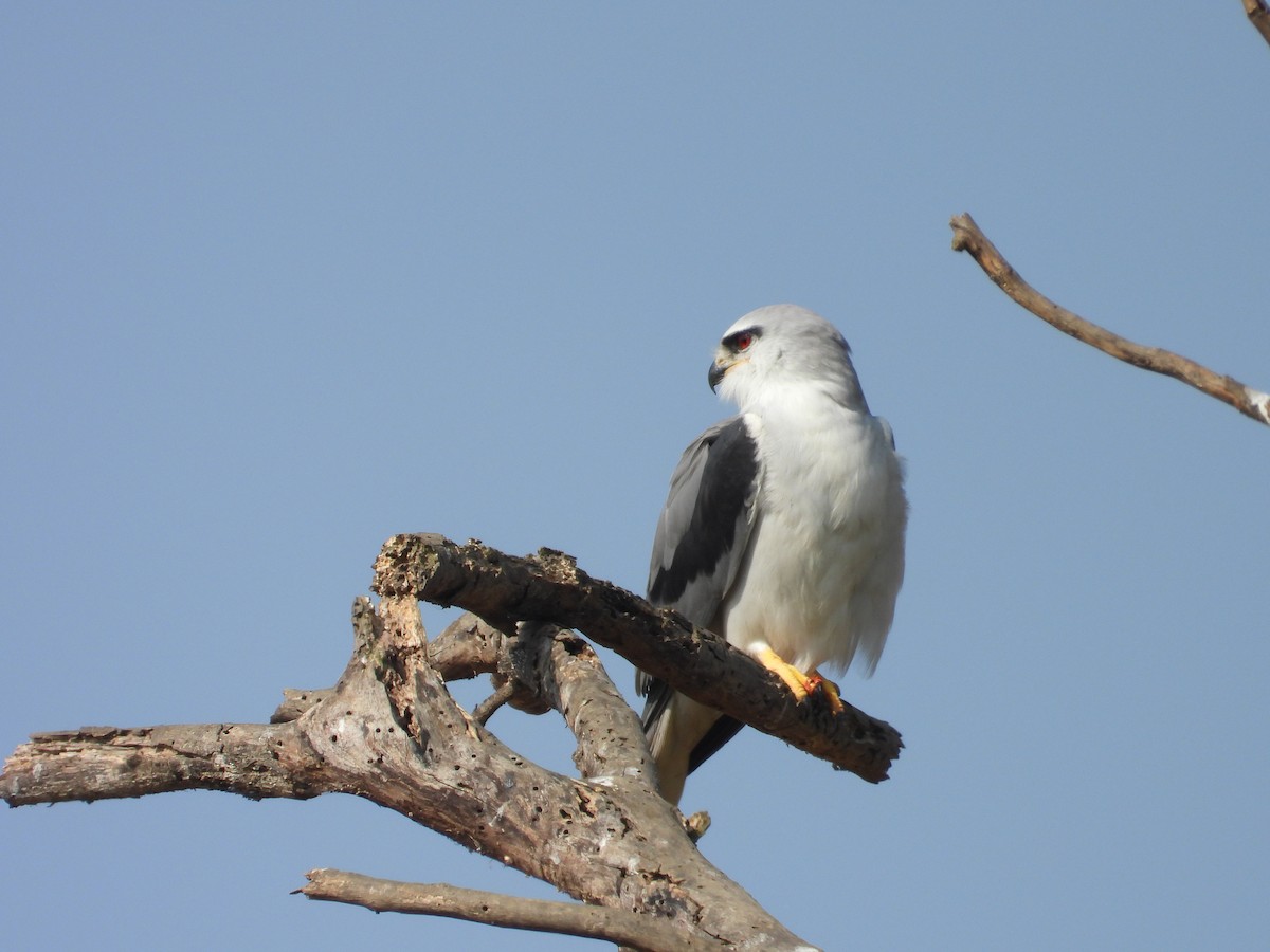 Black-winged Kite - ML646897922