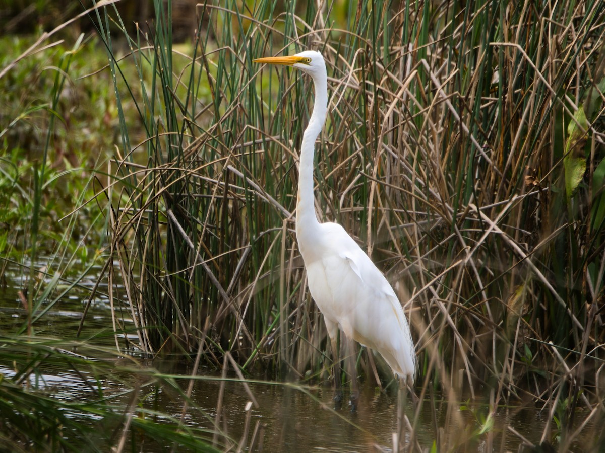 Цасч дэглий - ML646897923
