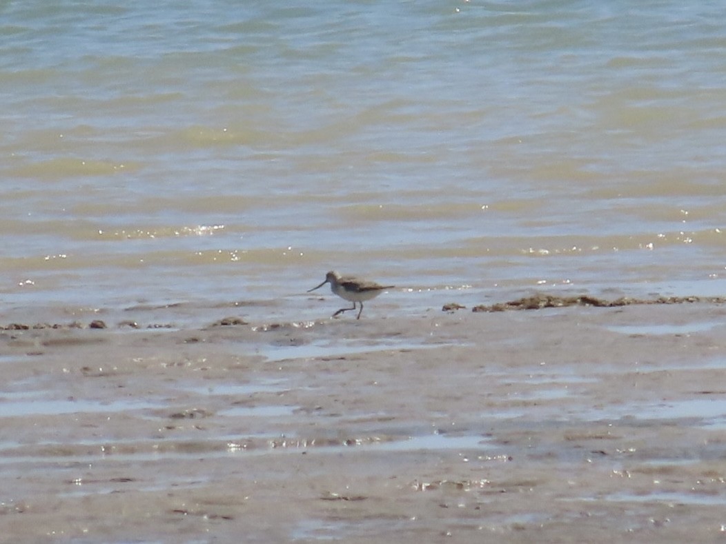 Матигар хөгчүү - ML646897924