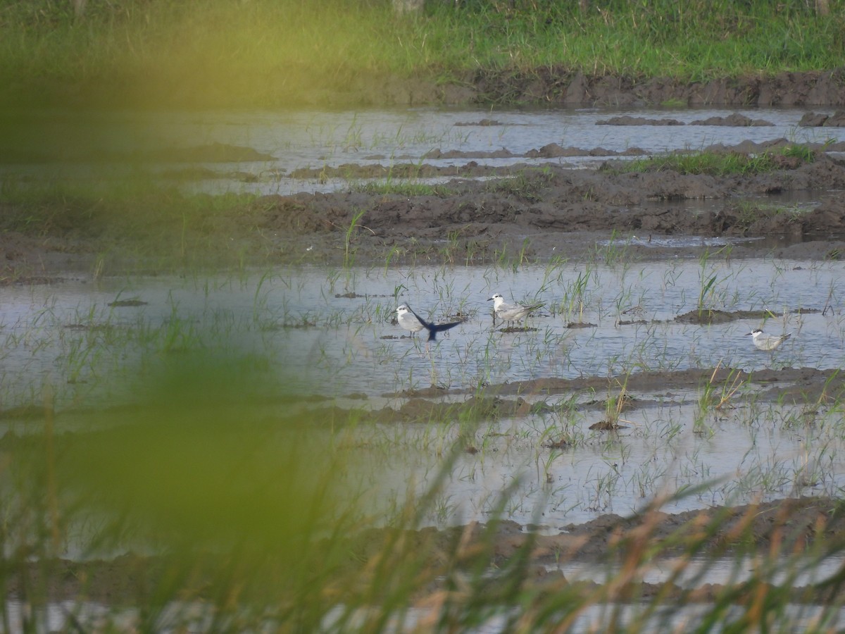 Whiskered Tern - ML646897925