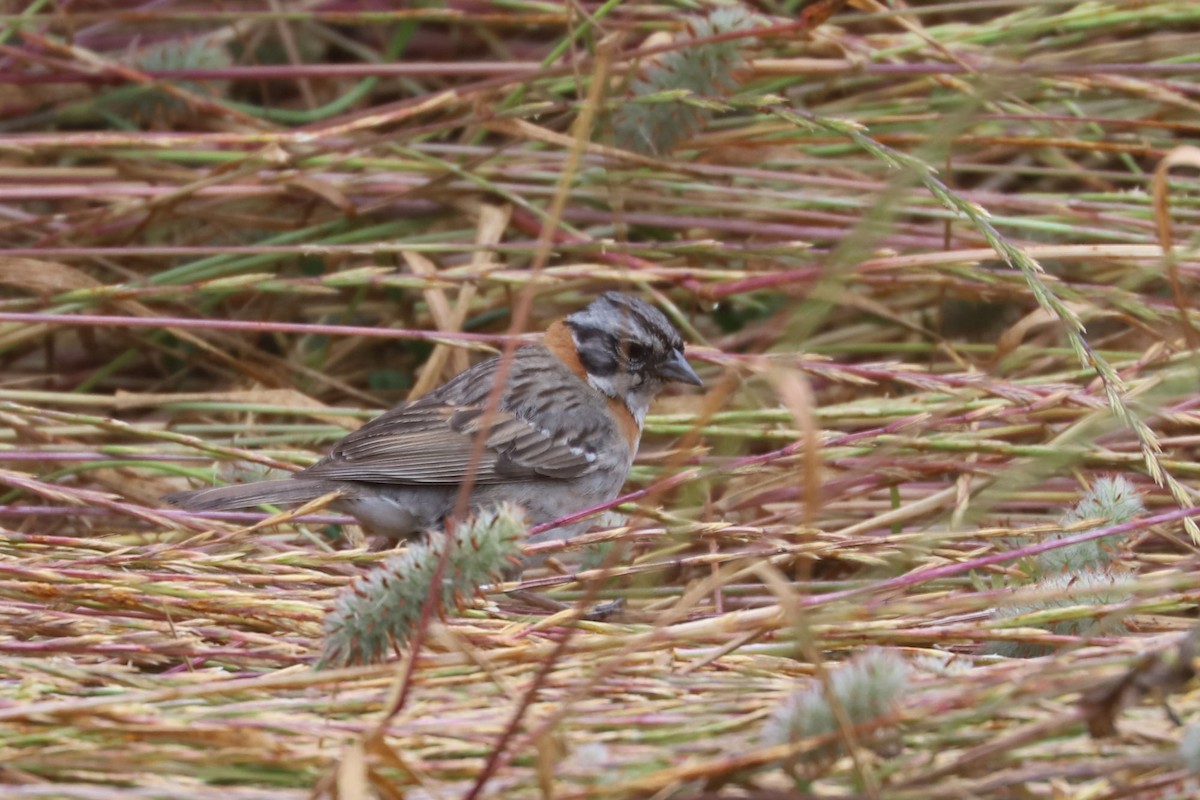 Rufous-collared Sparrow - ML646897926