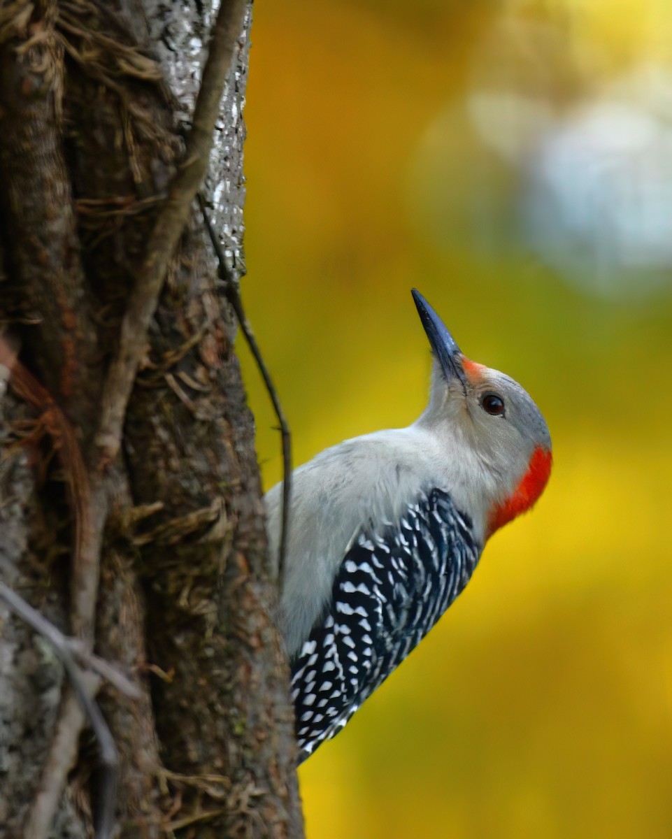 Red-bellied Woodpecker - ML646897928