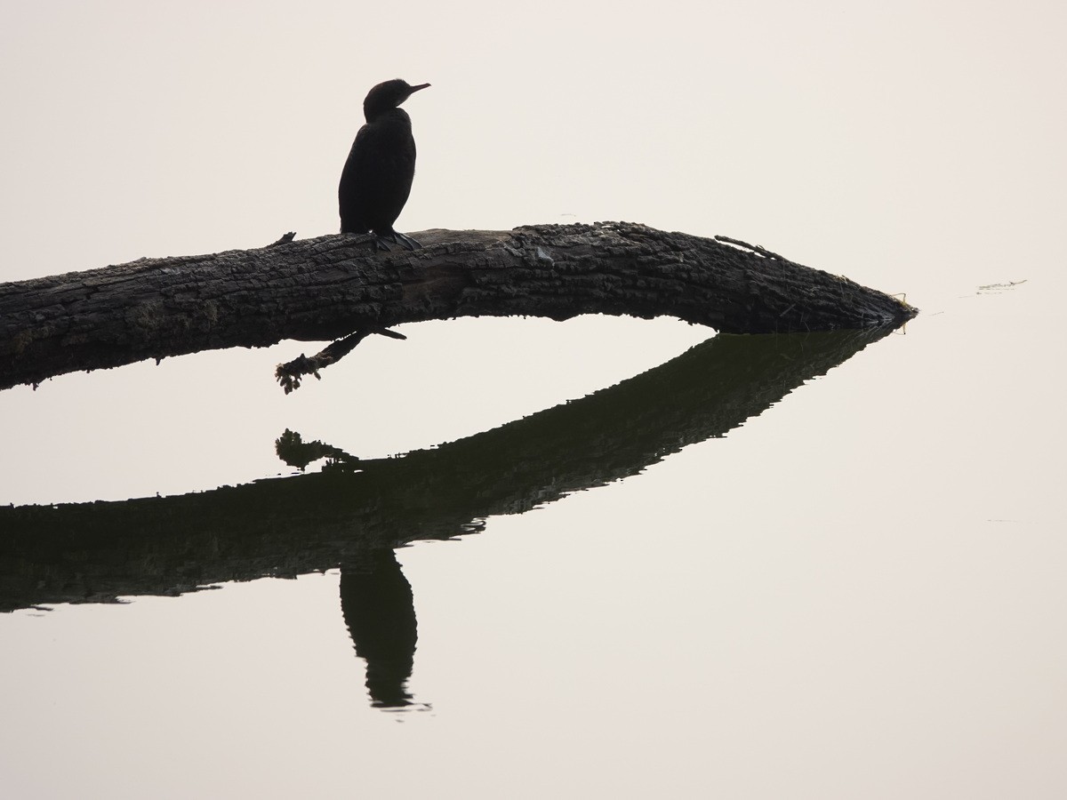 Little Cormorant - ML646897930