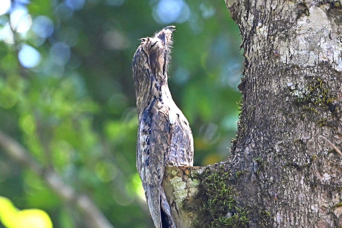 Common Potoo - ML646897931