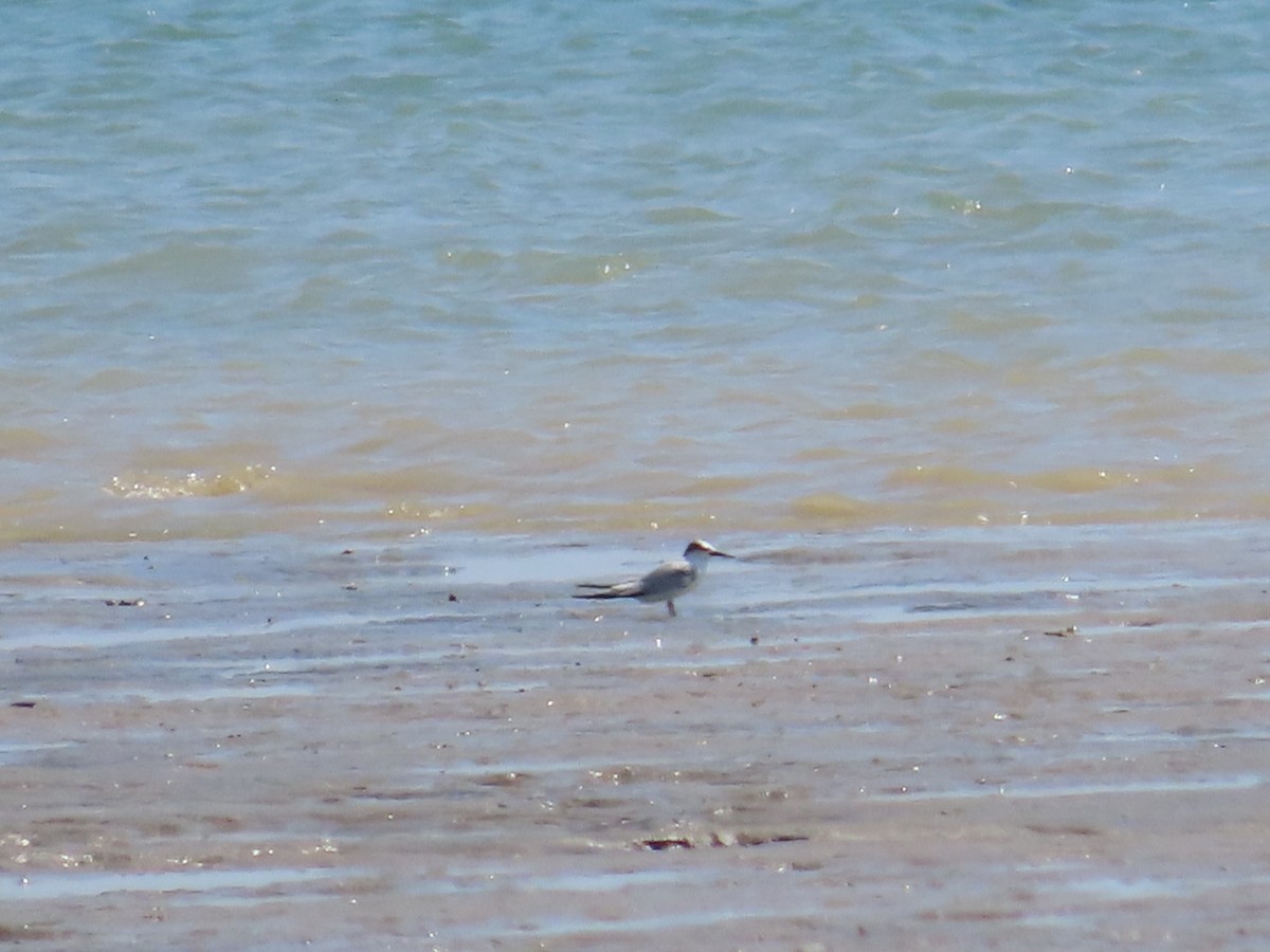 Хурган хараалай - ML646897932