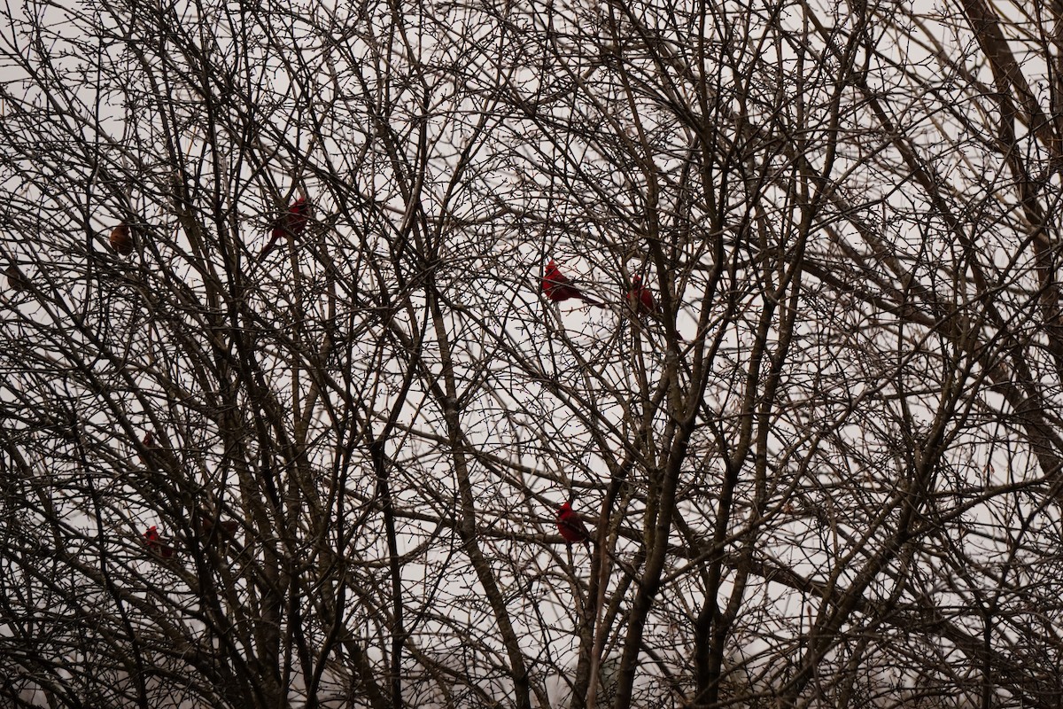 Northern Cardinal - ML646897933