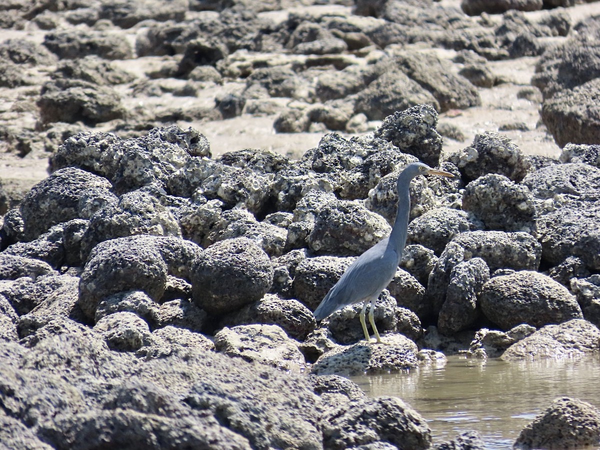 Pacific Reef-Heron - ML646897935