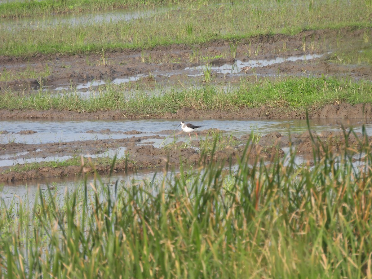 Black-winged Stilt - ML646897936