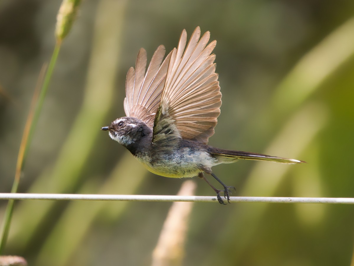 Gray Fantail - ML646897937