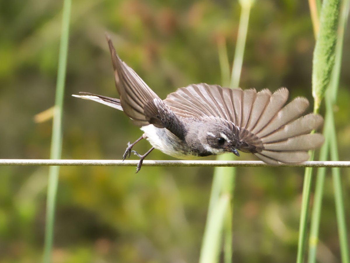 Gray Fantail - ML646897938