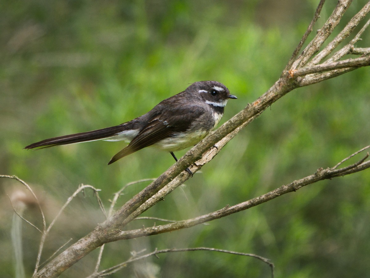 Gray Fantail - ML646897939