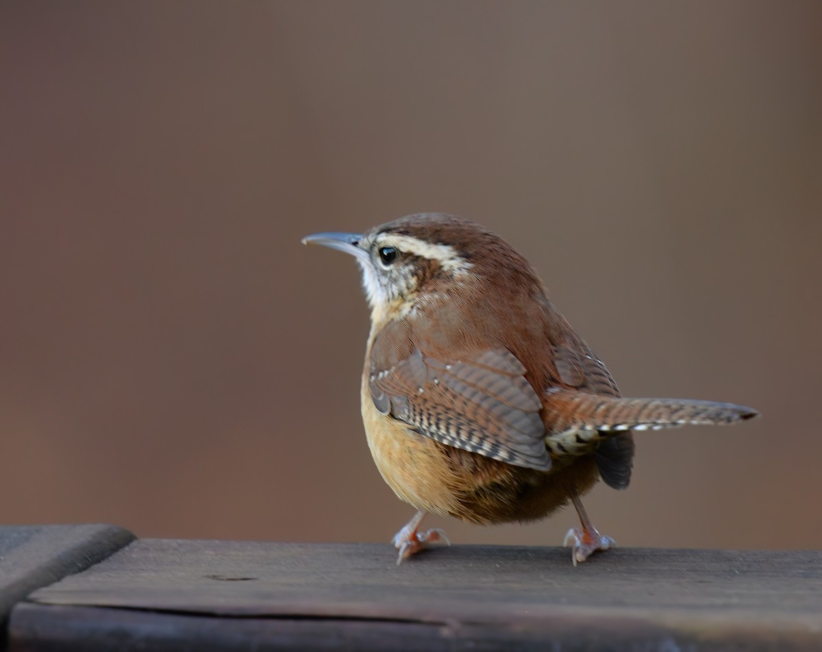 Carolina Wren - ML646897940