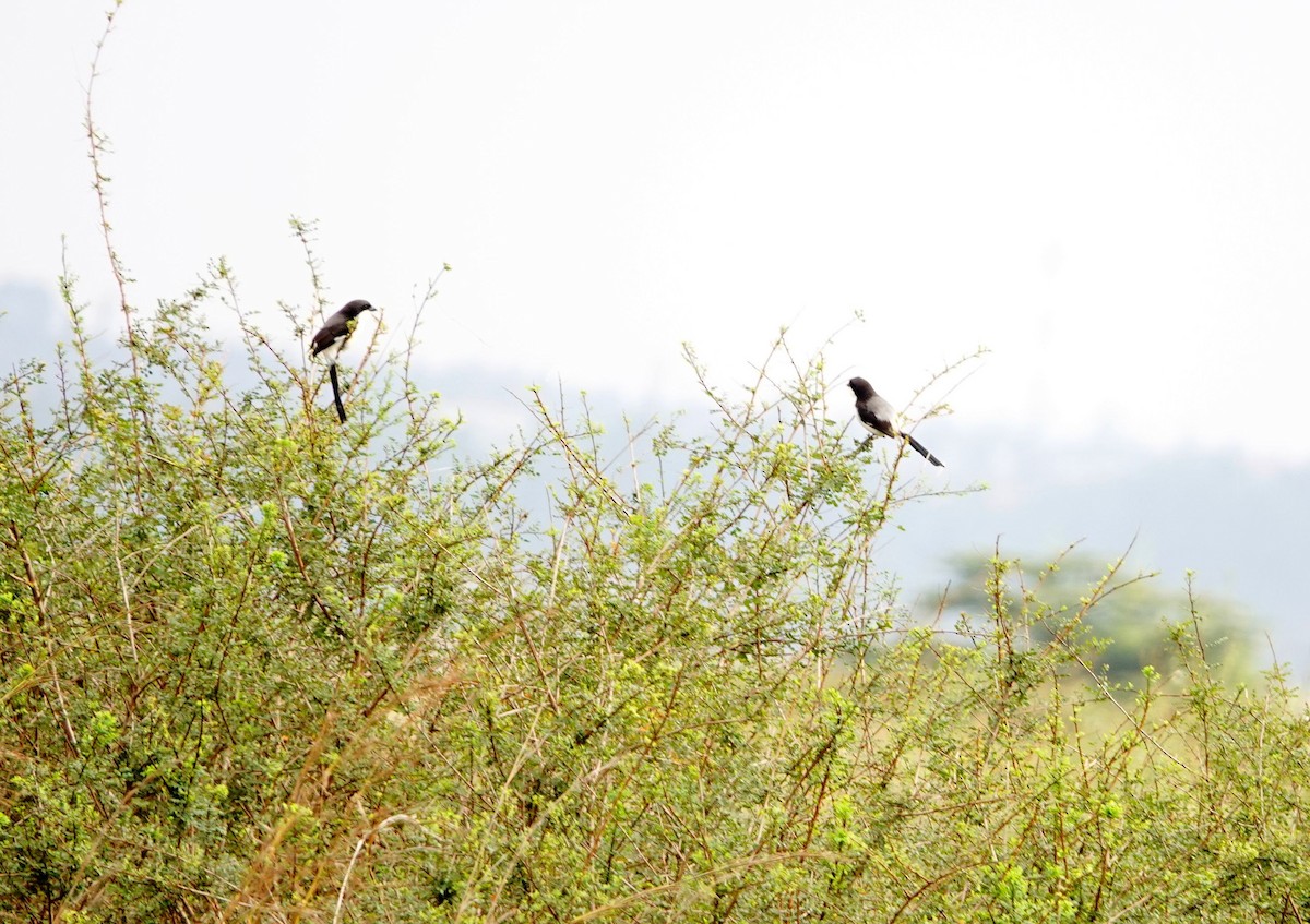 Long-tailed Fiscal - ML646897941
