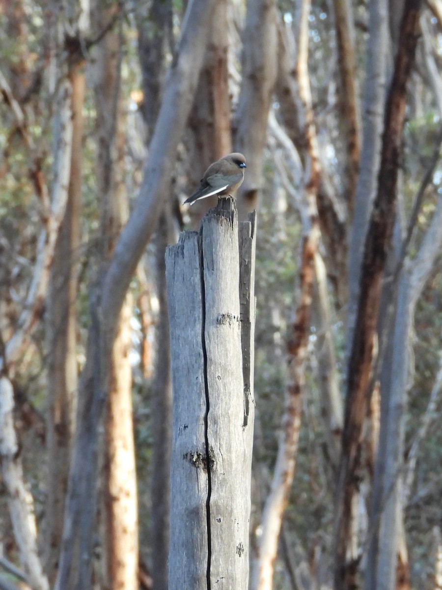 Dusky Woodswallow - ML646897942