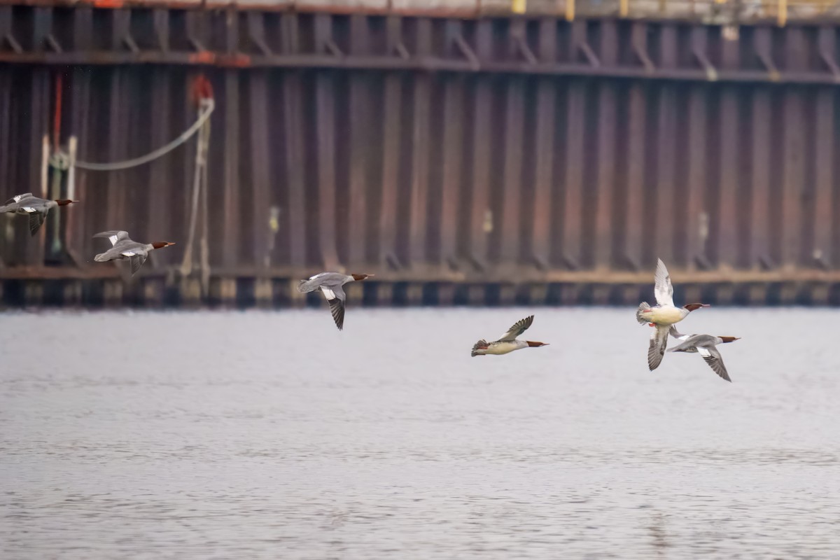 Хумхин бохио - ML646897943