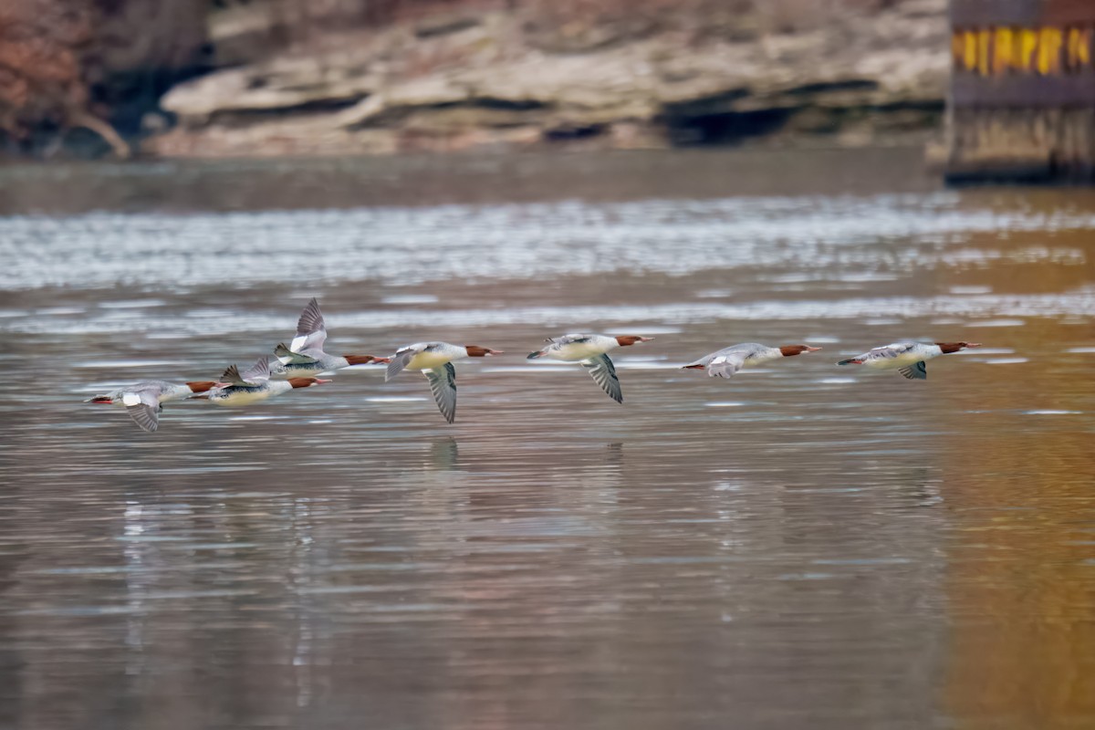 Хумхин бохио - ML646897944