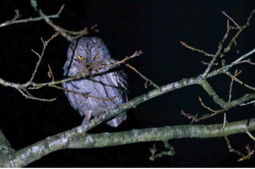 Eurasian Scops-Owl - ML646897945
