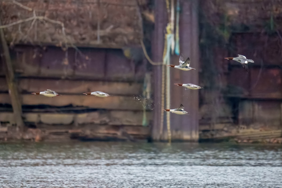 Хумхин бохио - ML646897946