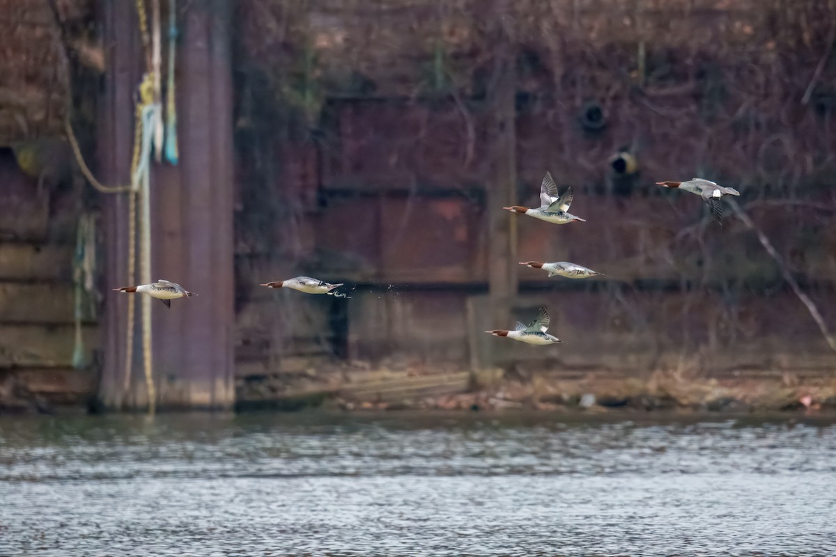 Хумхин бохио - ML646897947