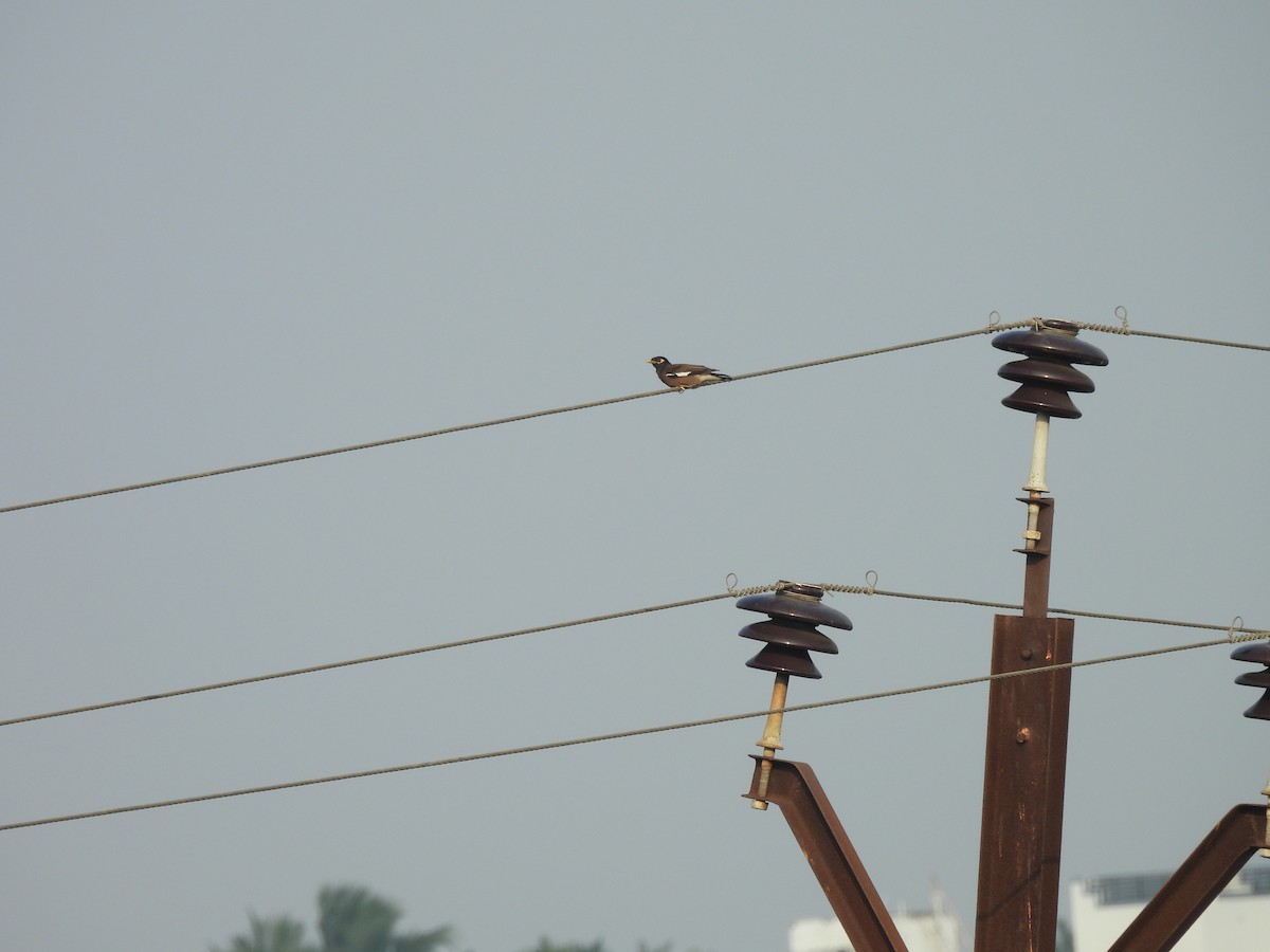 Common Myna - ML646897948