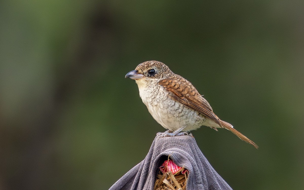 Tiger Shrike - ML646897961