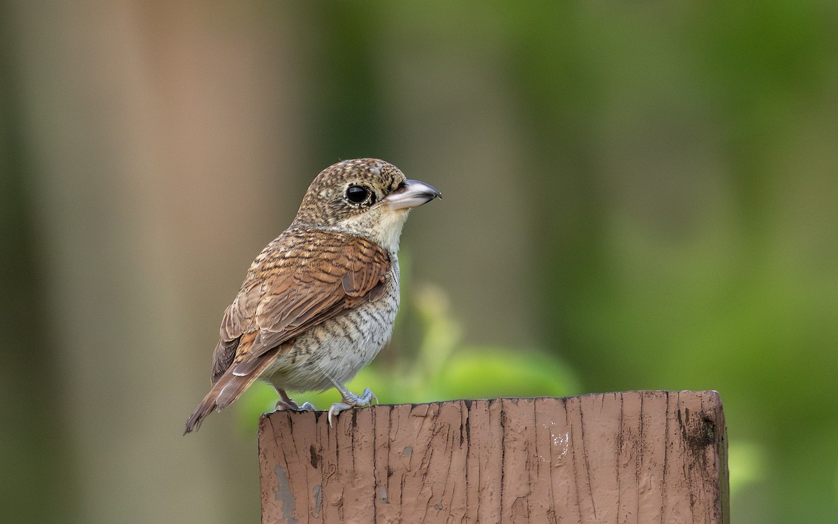 Tiger Shrike - ML646897962