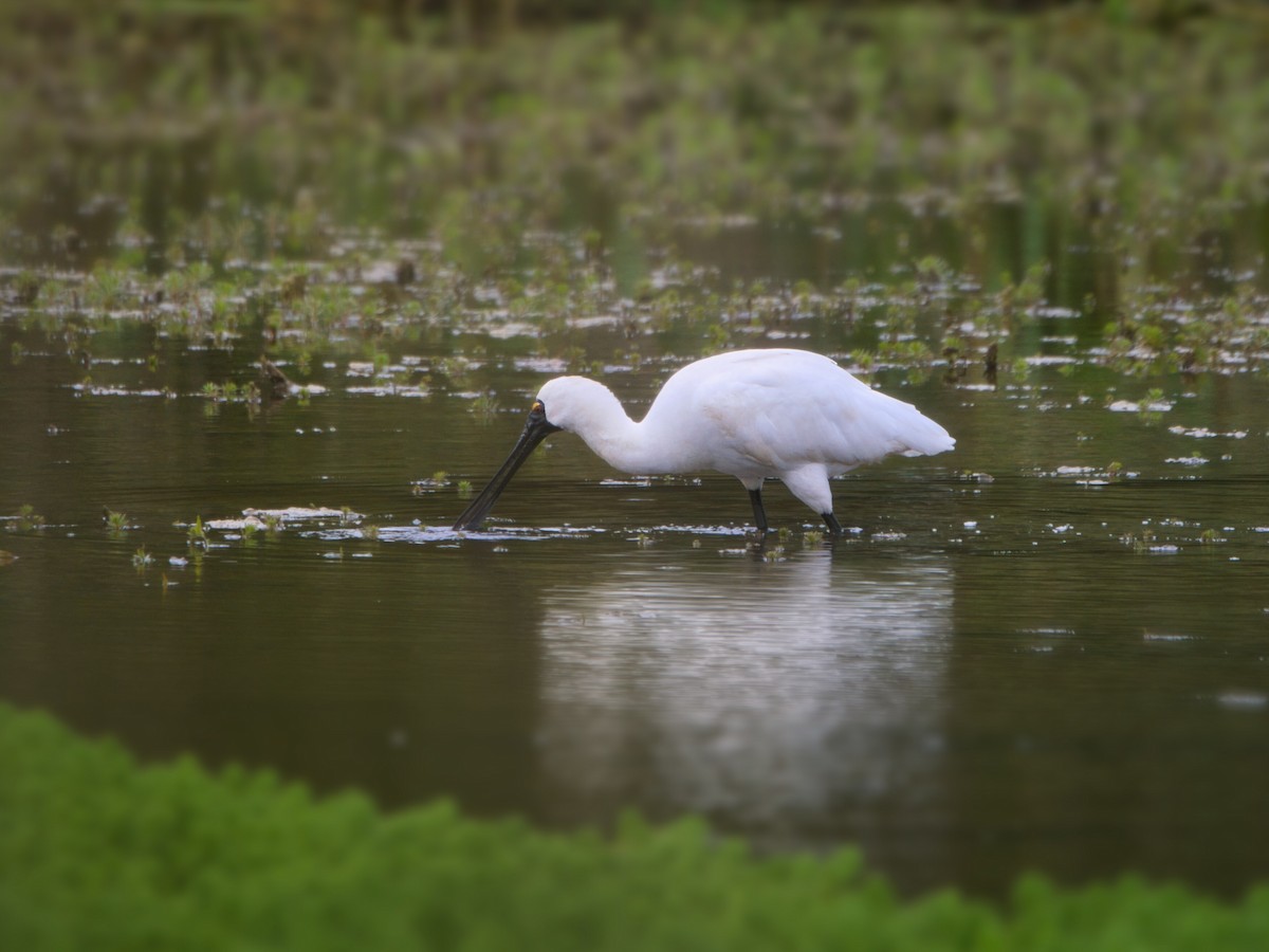 Косар королівський - ML646897963