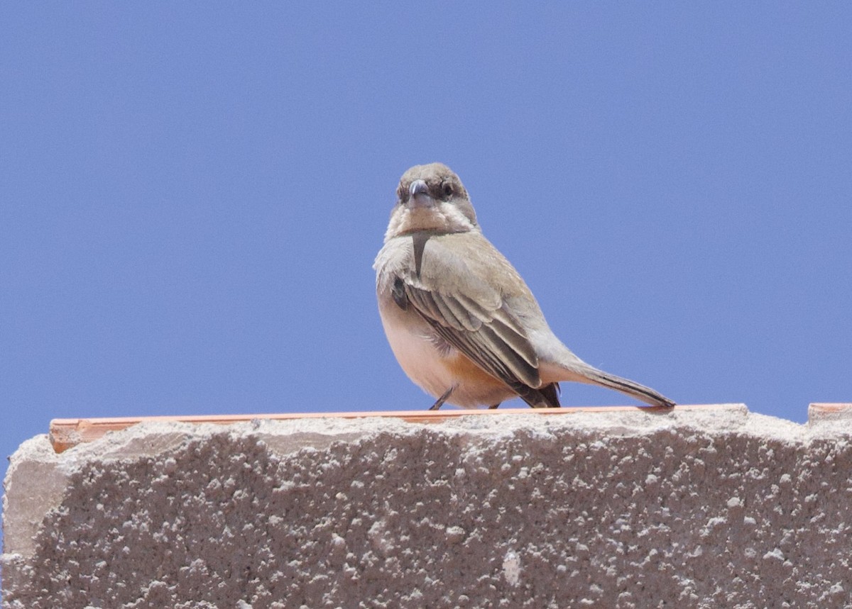 Duika İspinozu - ML646897965