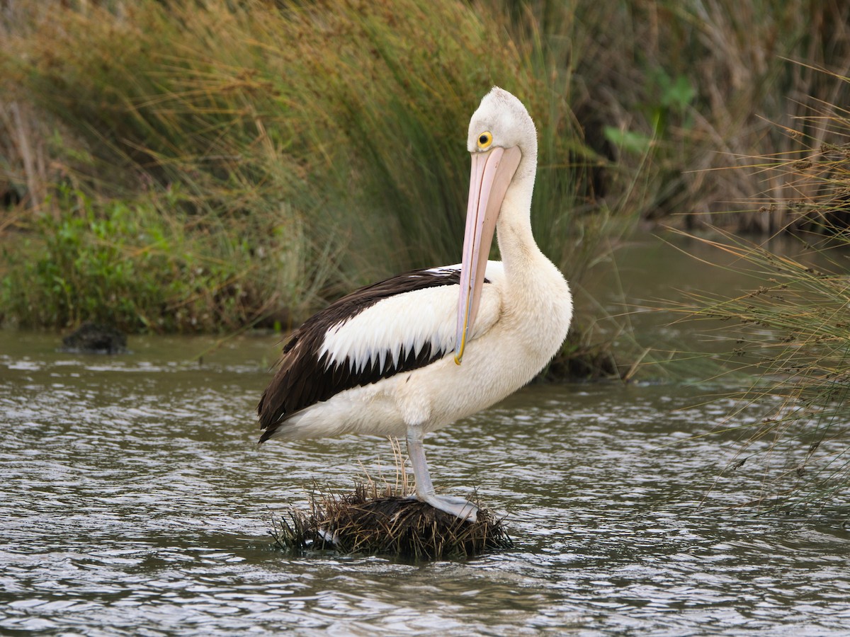 Australian Pelican - ML646897972