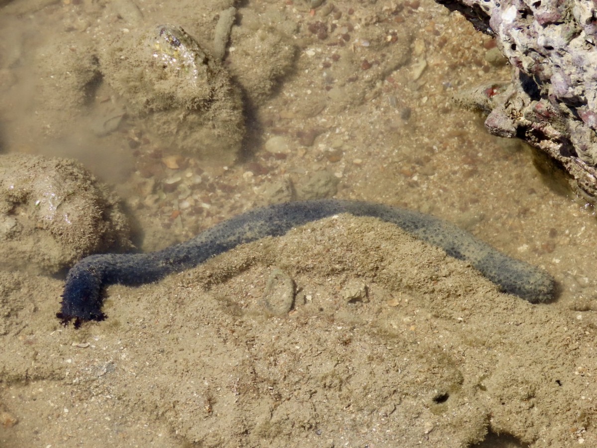 Black Sea Cucumber - ML646897976