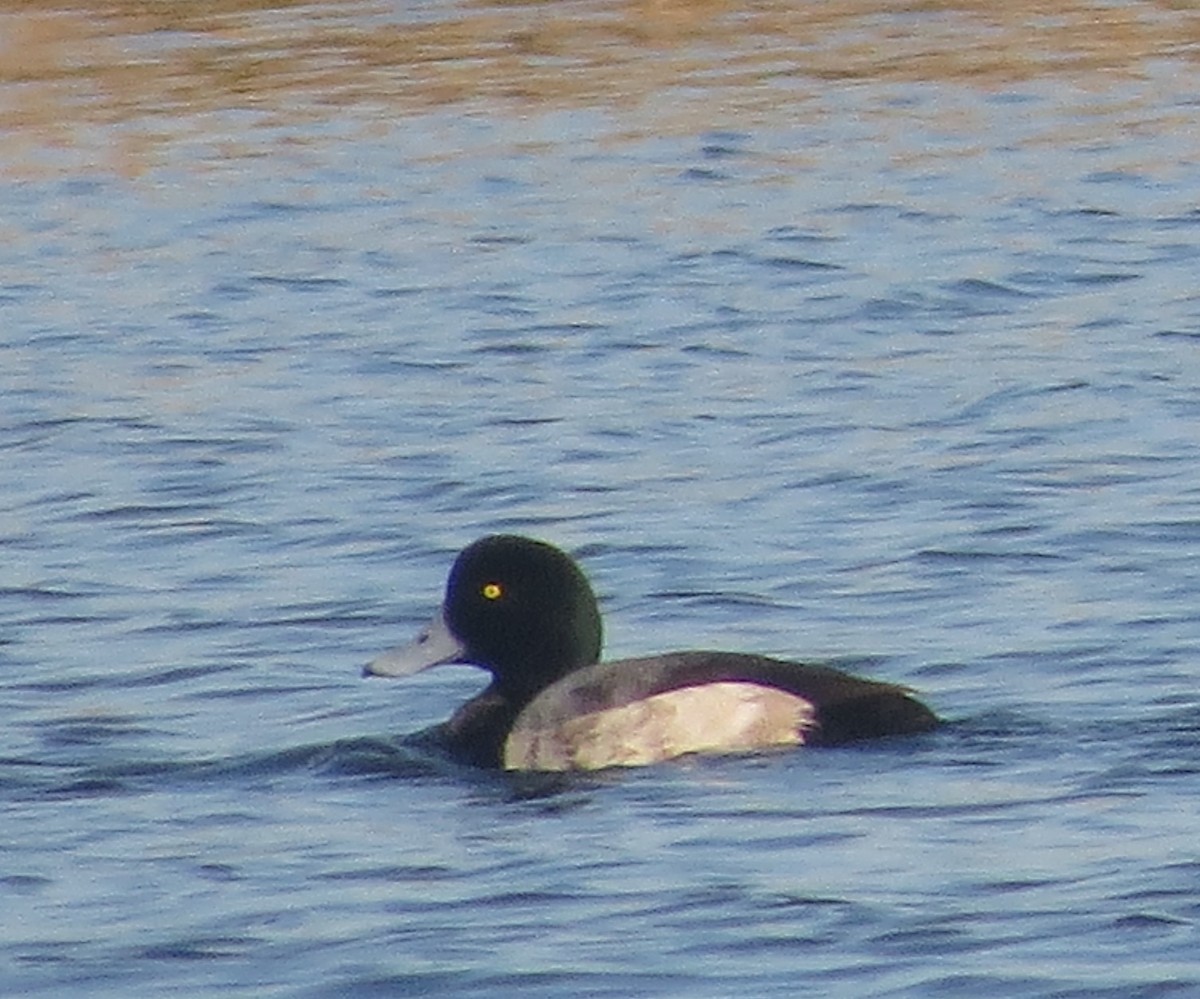 Murgilari handia - ML646897978