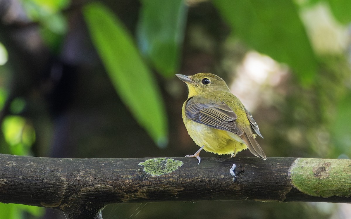 Green-backed Flycatcher - ML646897981