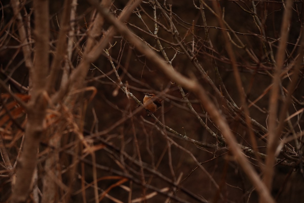 Carolina Wren - ML646897983