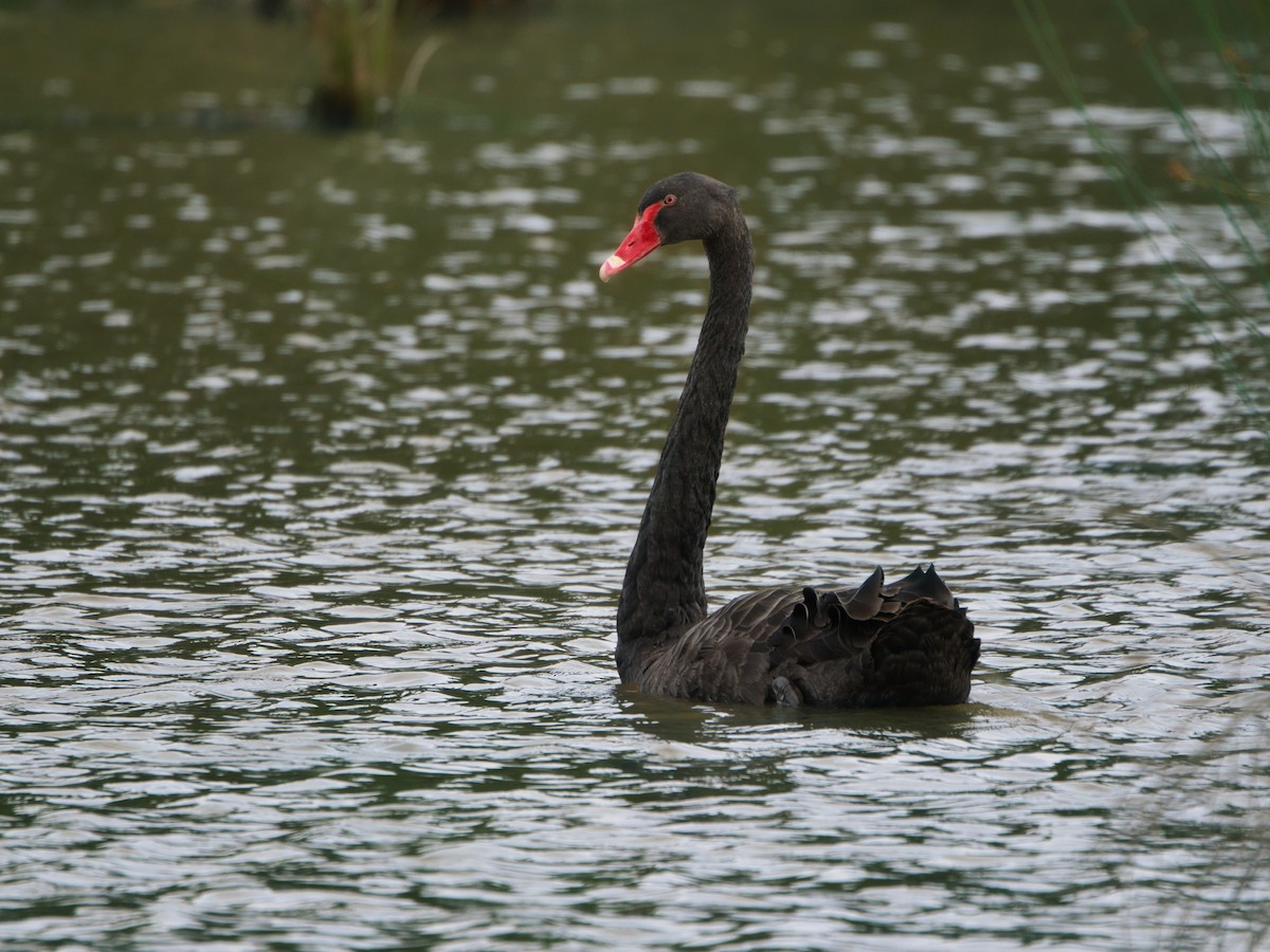 Black Swan - ML646897985
