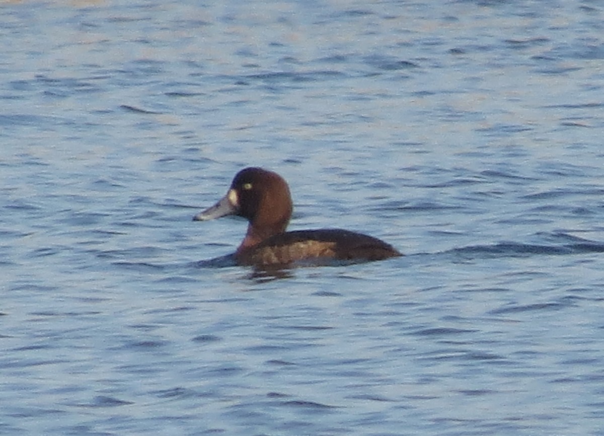 Murgilari handia - ML646897989