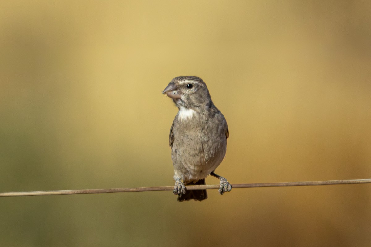 White-throated Canary - ML646897990