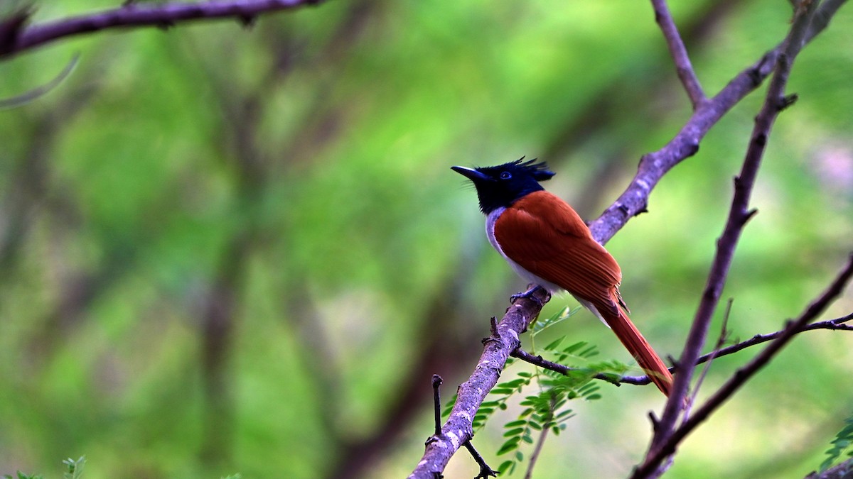 gallaparadismonark - ML646897991