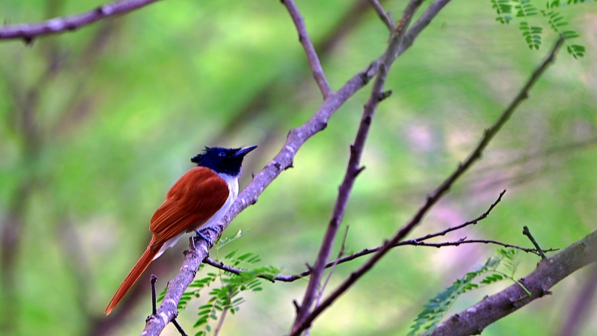 gallaparadismonark - ML646897992