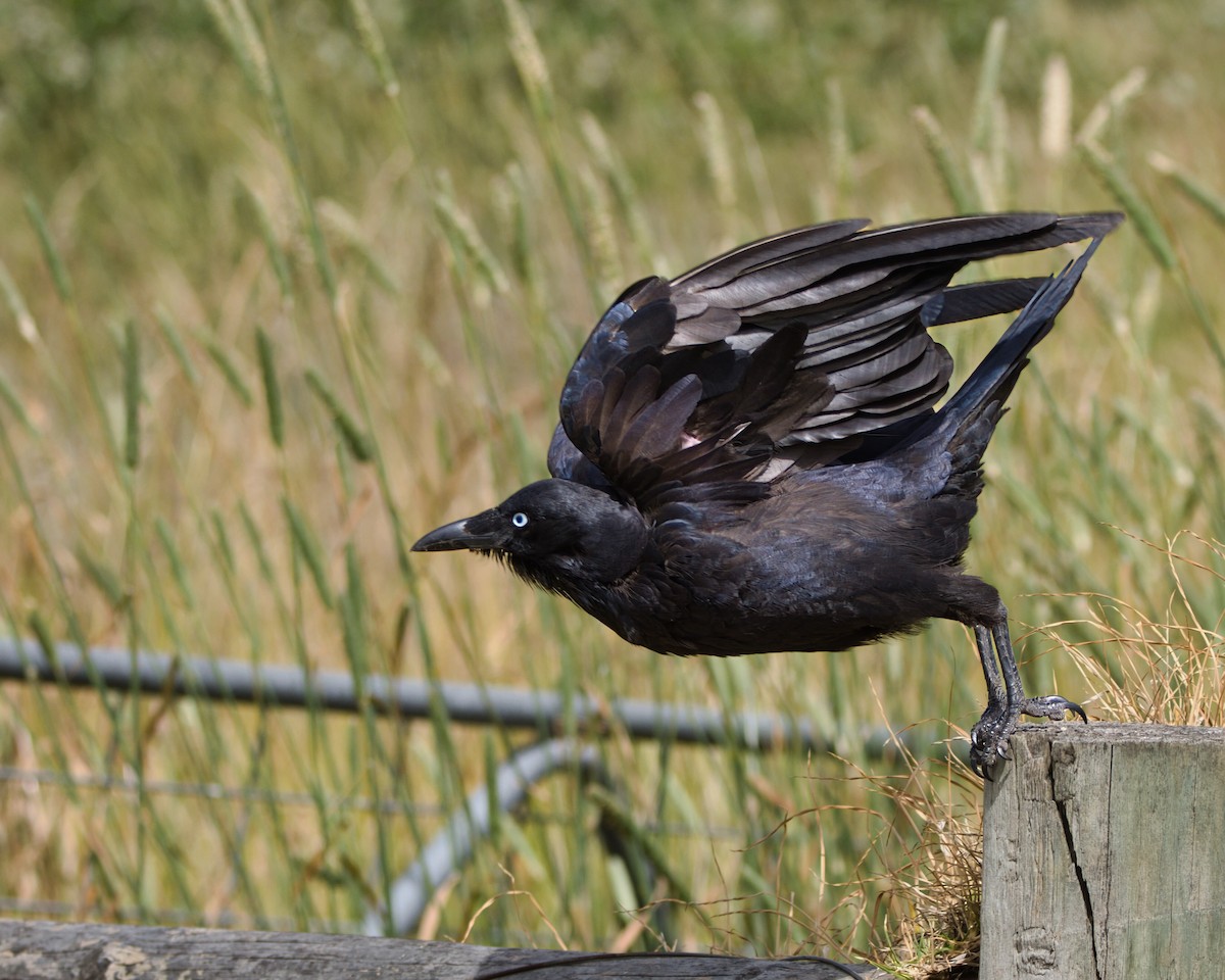 Little Raven - ML646897999