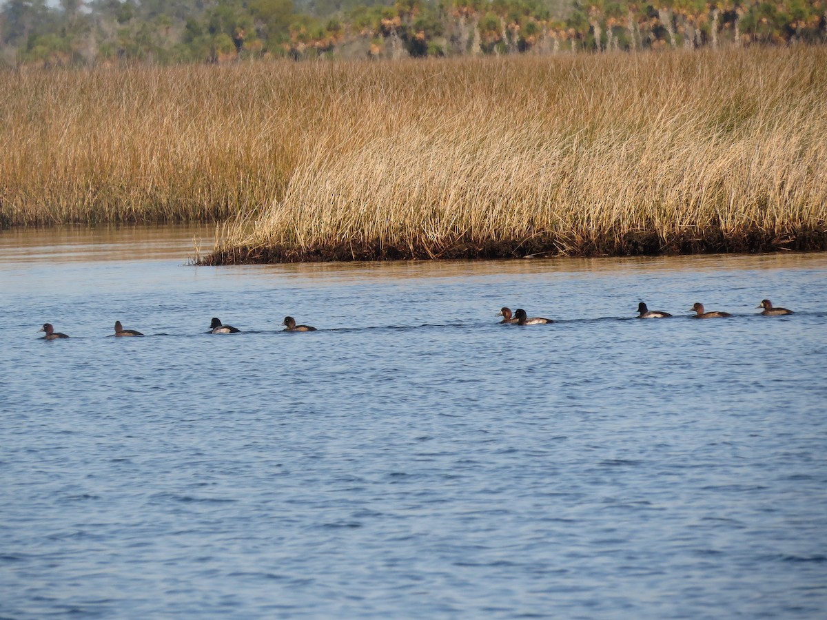 Murgilari handia - ML646898000