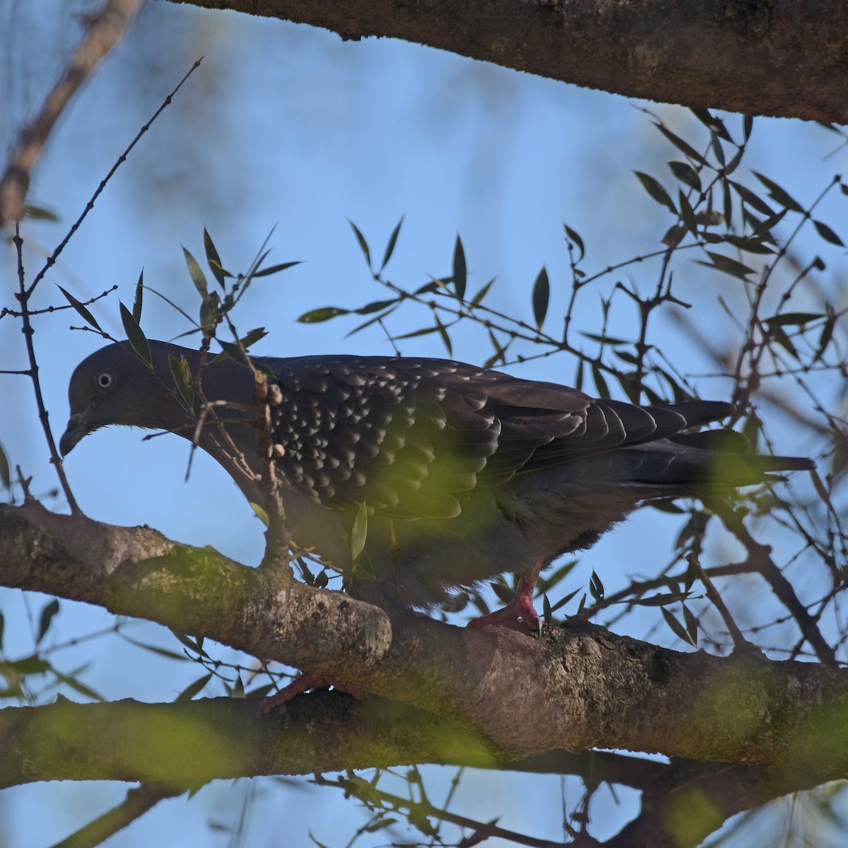 Fleckentaube - ML646898002