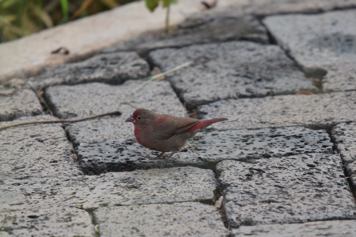 Red-billed Firefinch - ML646898006