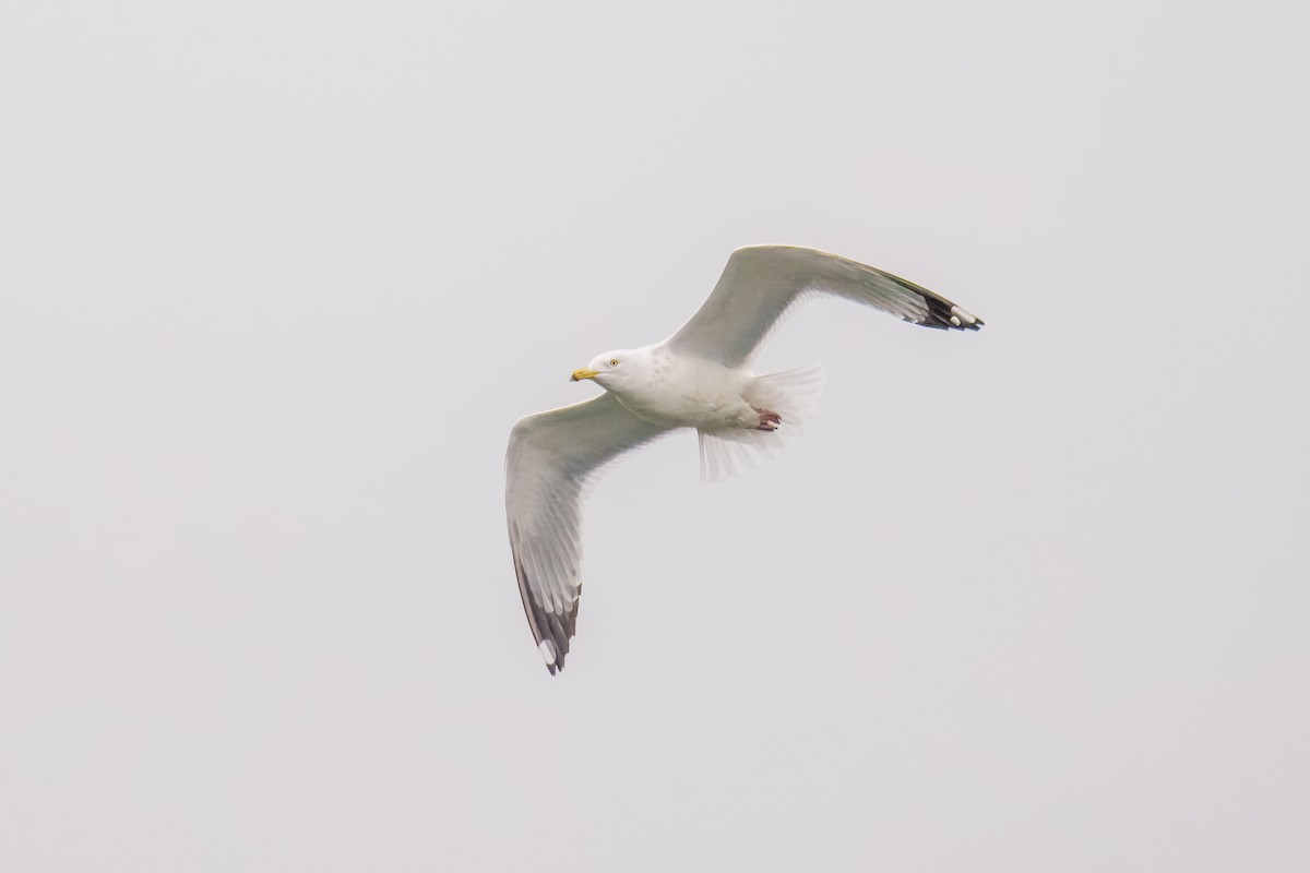 American Herring Gull - ML646898007
