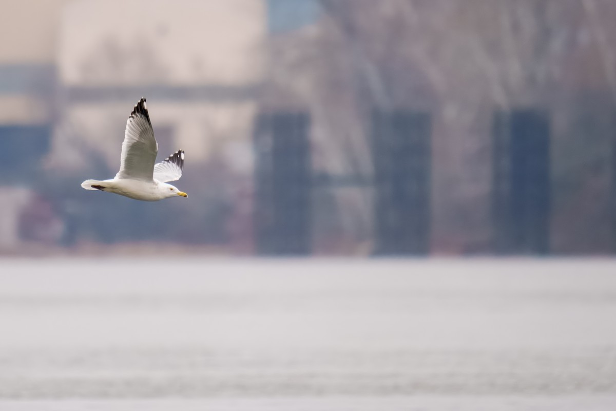 American Herring Gull - ML646898008