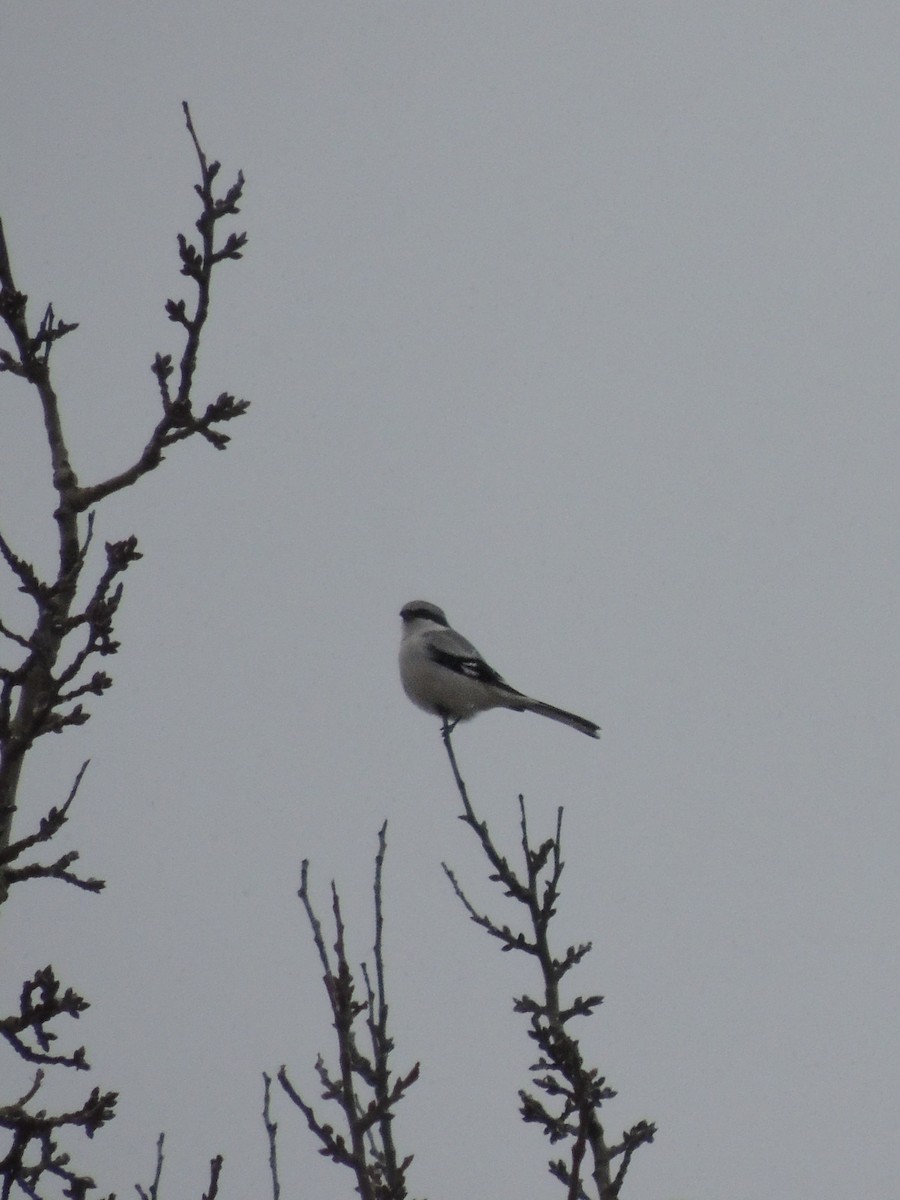 varsler - ML646898009