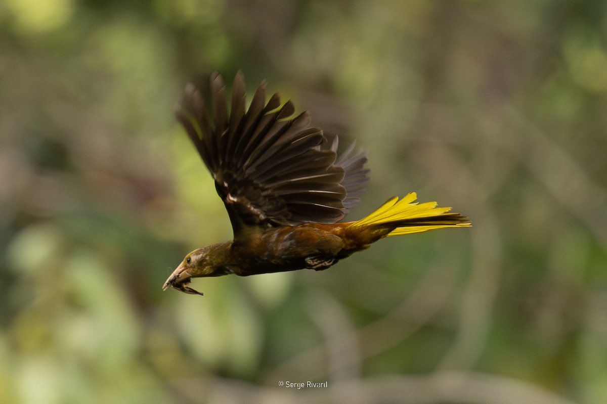Russet-backed Oropendola - ML646898013
