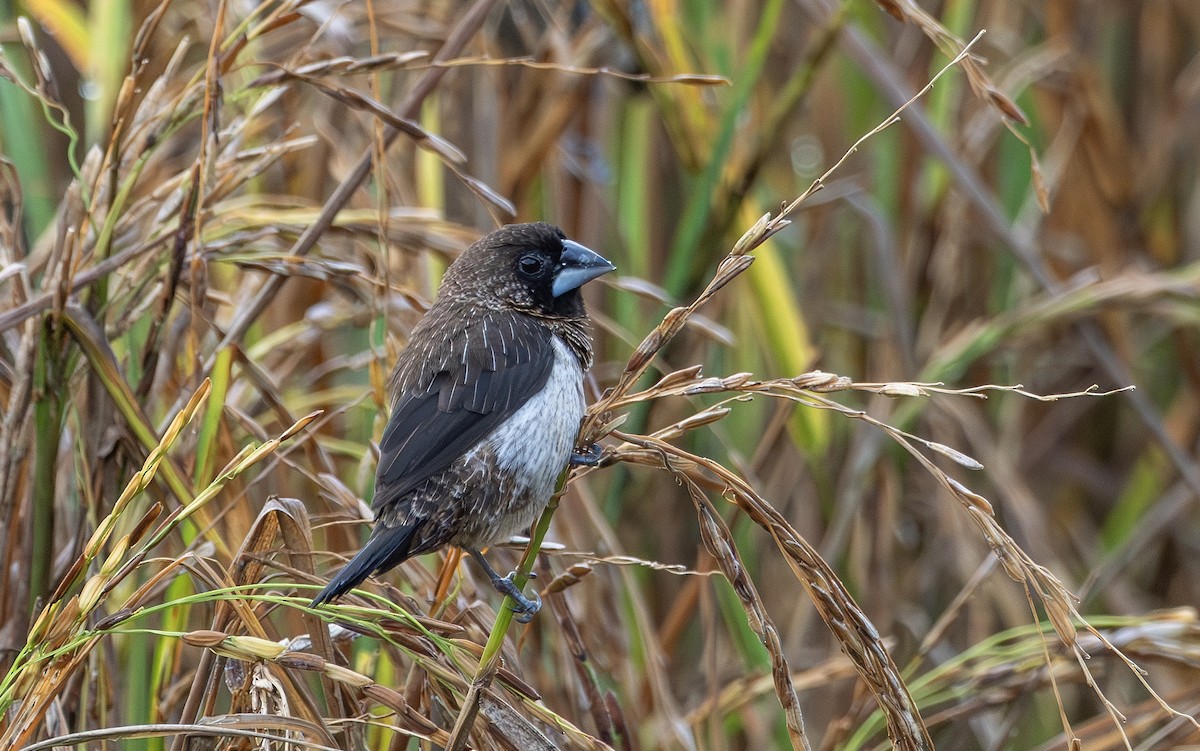 hvitgumpnonne - ML646898015