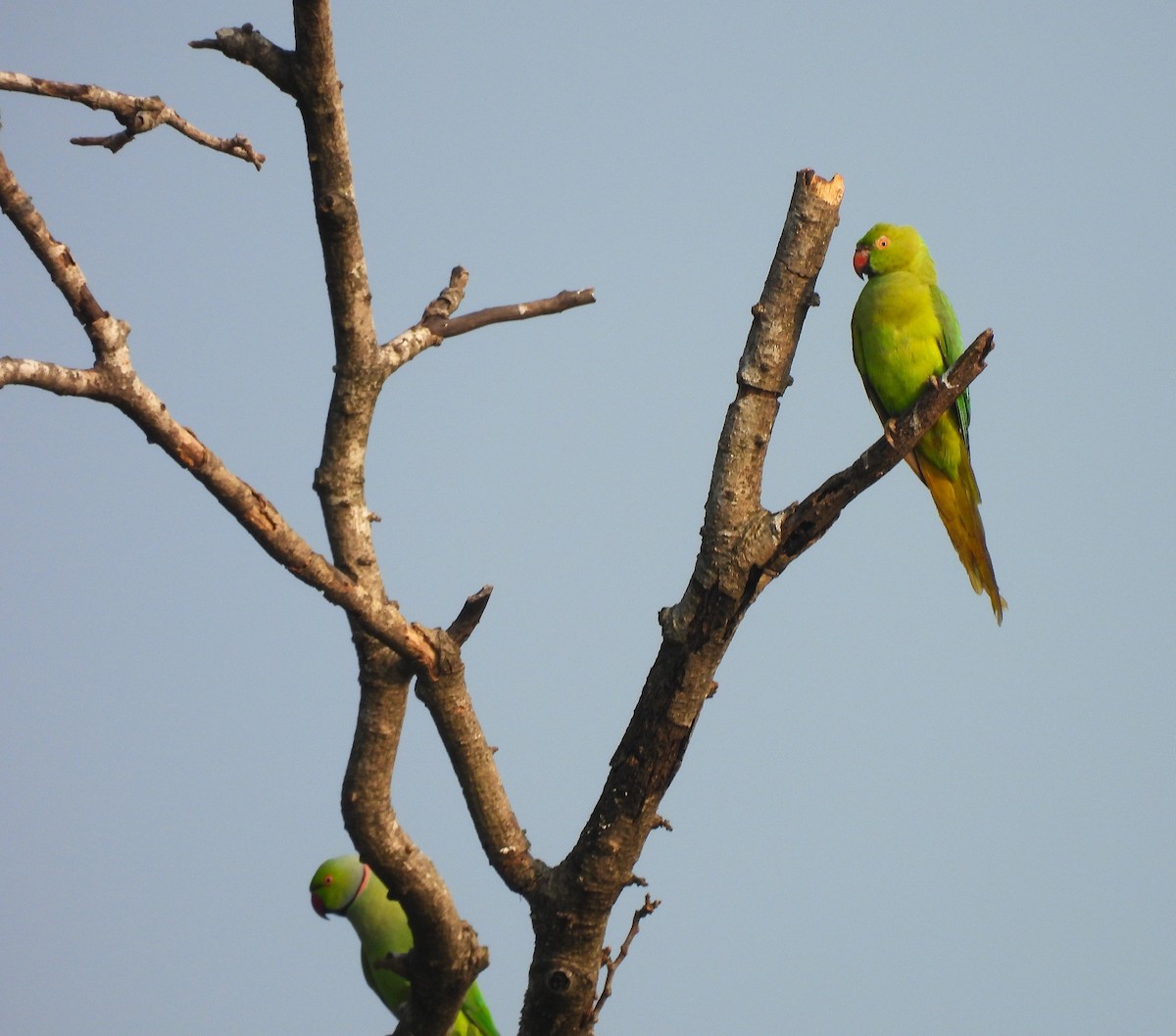 Halsbandsittich - ML646898016